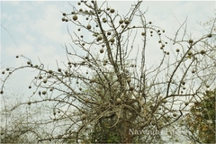Gardenia turgida
